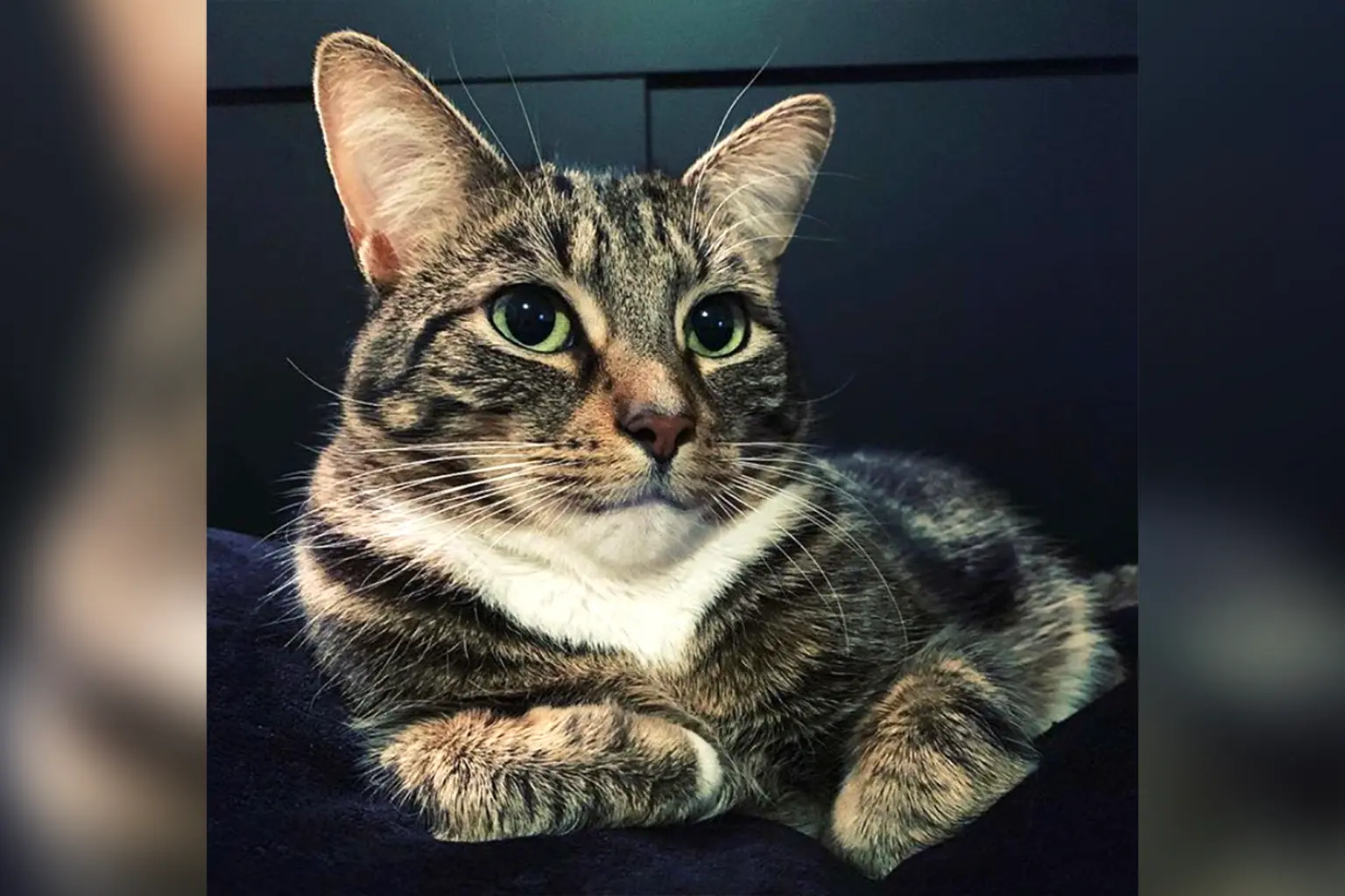 oregon-jury-awards-man-1.4-million-from-landlord-who-stole-his-cat