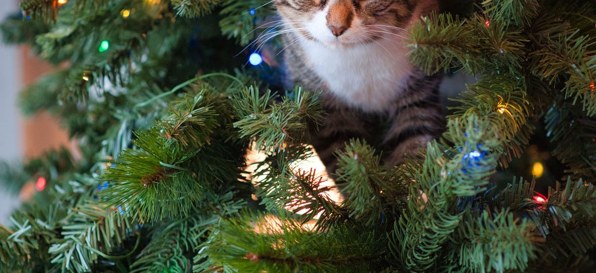 “merry-christmas-&-happy-holidays”-links