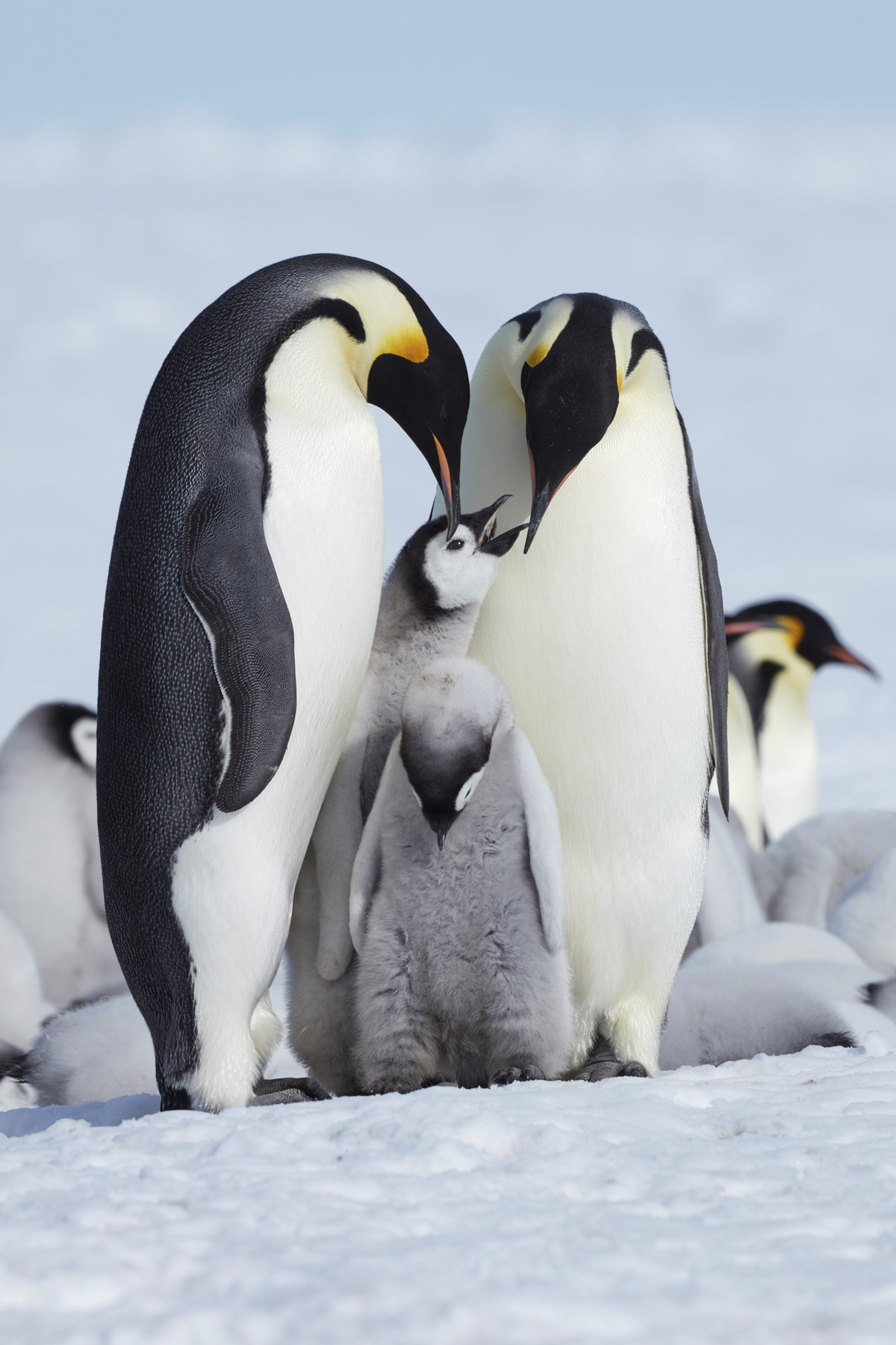 emperor-penguin-discovered-on-the-beach-after-swimming-2k-miles-to-australia