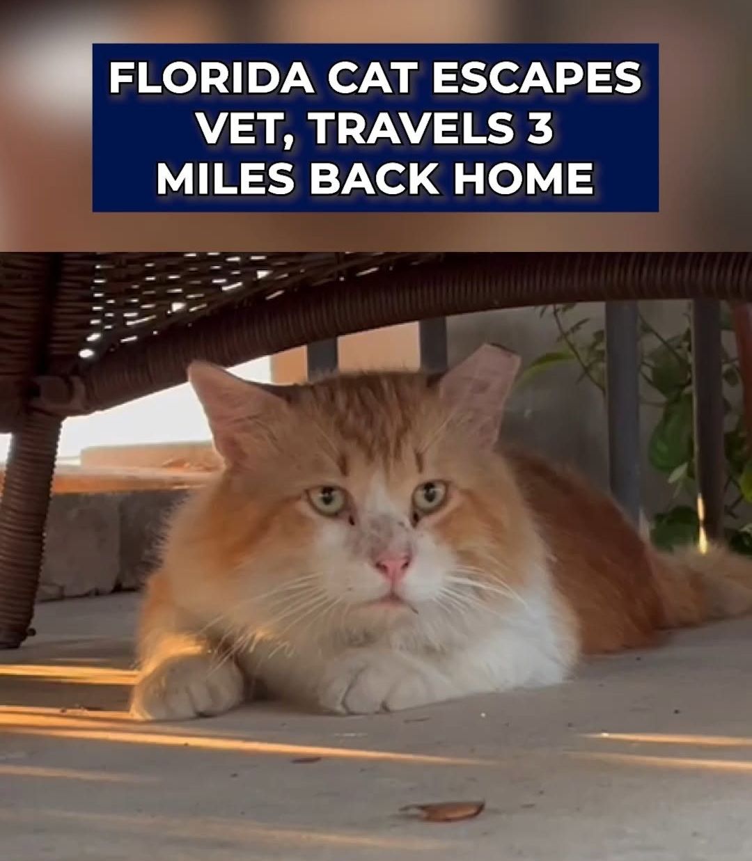 cat-in-fl-escaped-vet-after-neutering-and-walked-3-miles-home