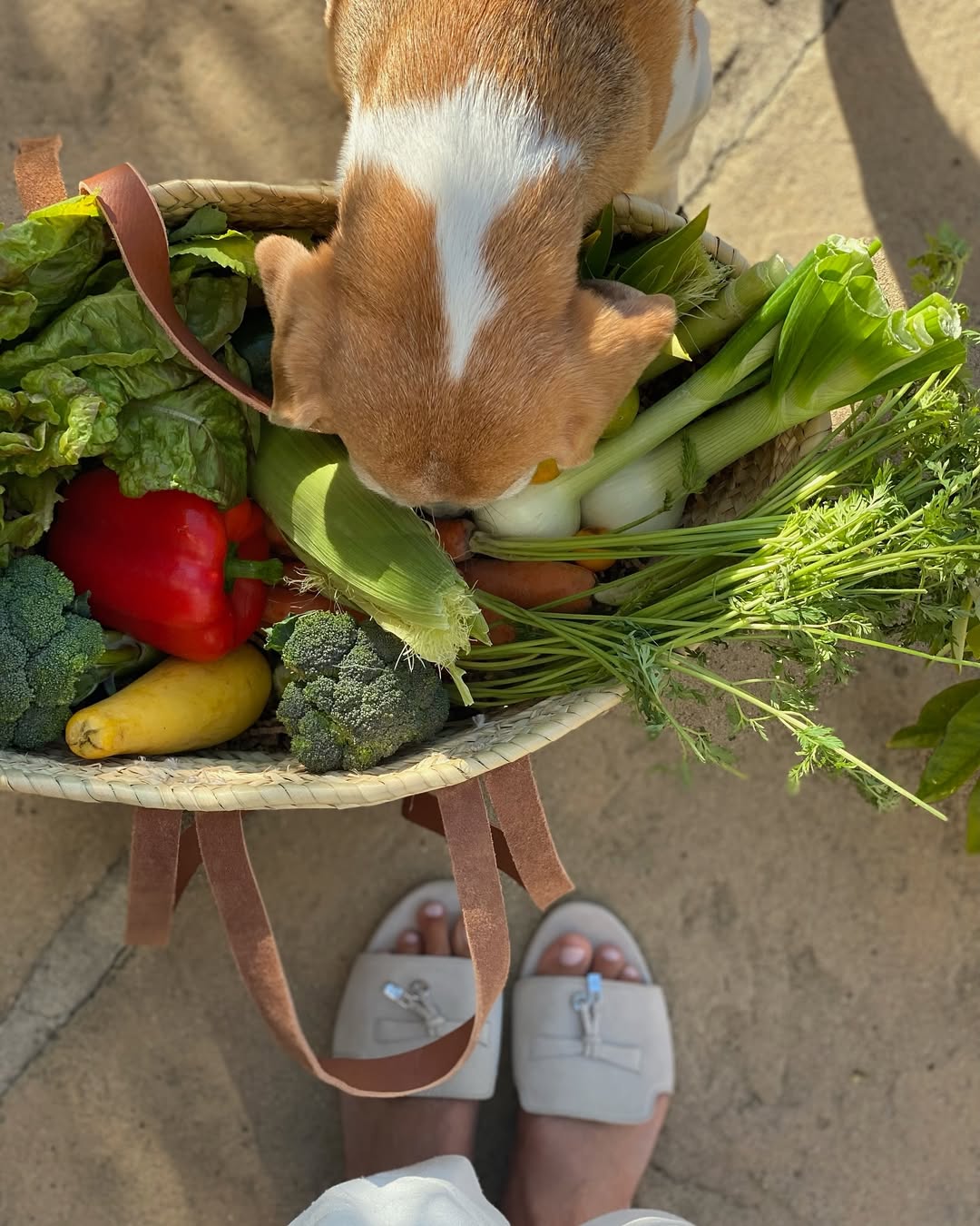 people/haters-are-very-suspicious-of-duchess-meghan’s-‘garden-haul’-ig