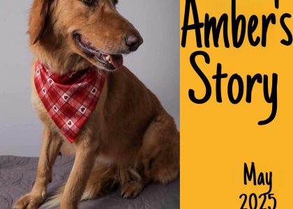 amber,-a-five-year-old-retriever,-returned-home-after-a-100-mile-journey