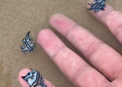 spain-closes-beach-after-tiny-venomous-sea-creatures-were-found