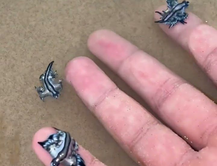 spain-closes-beach-after-tiny-venomous-sea-creatures-were-found