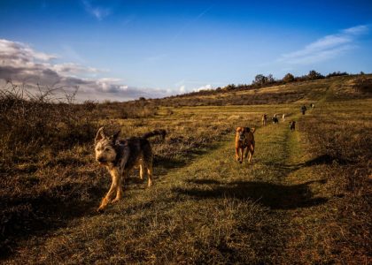 people-believe-the-rapture-is-coming-today-and-hope-they-can-take-their-dogs