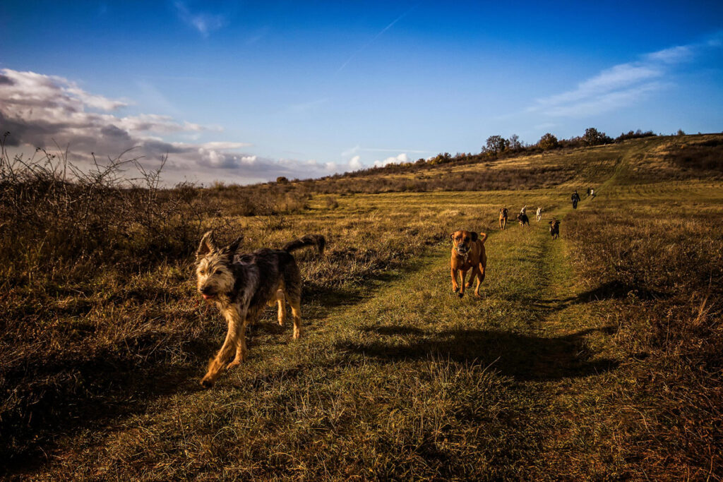 people-believe-the-rapture-is-coming-today-and-hope-they-can-take-their-dogs