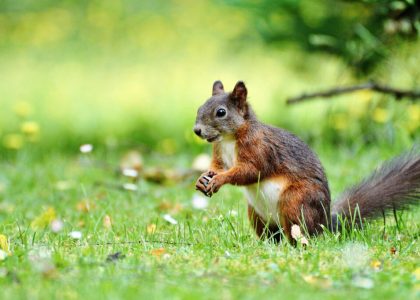 a-squirrel-in-san-rafael,-california-is-attacking-people