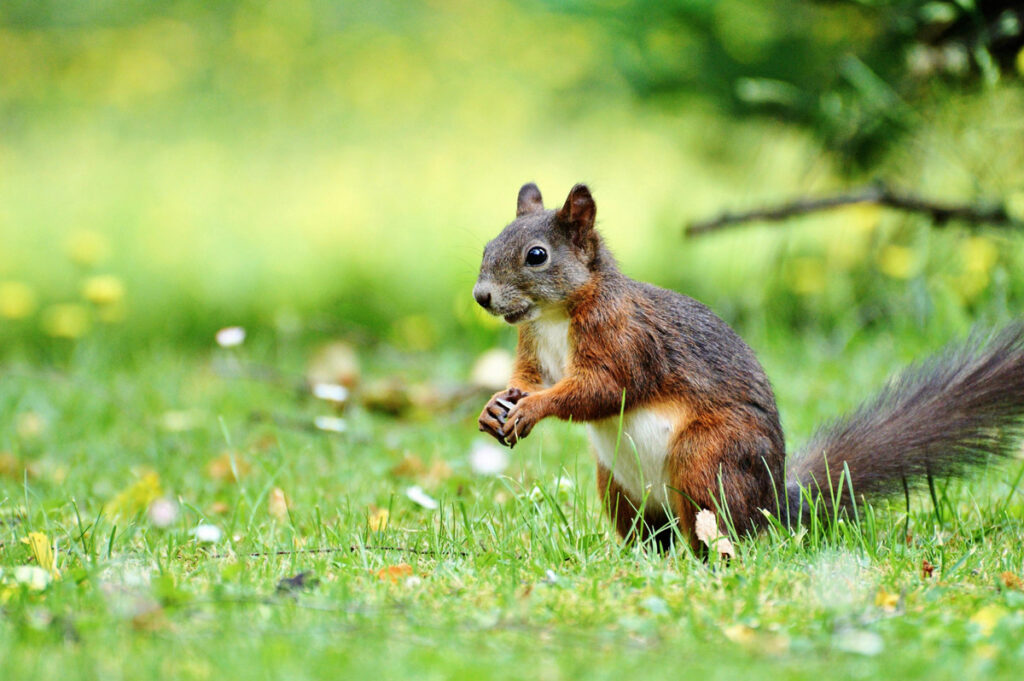 a-squirrel-in-san-rafael,-california-is-attacking-people